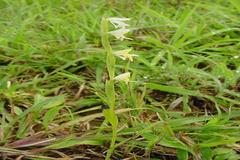 Habenaria heyneana